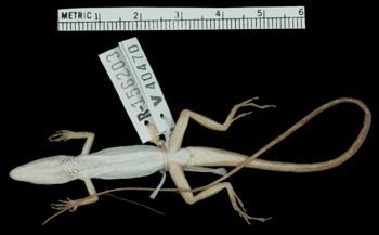 Media type: image;   Herpetology R-156203 Aspect: ventral